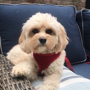 Meet your Posher, Pamela